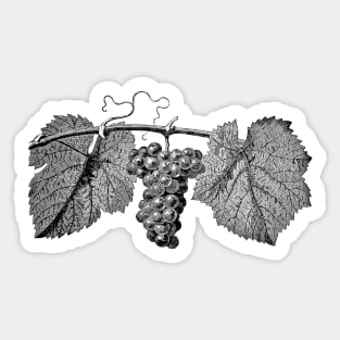 Grapes Sticker